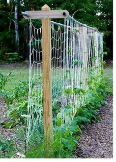 a wooden pole sitting in the middle of a lush green field with plants growing next to it