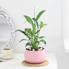 a pink potted plant sitting on top of a white table next to a mirror