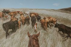 a herd of cattle walking across a dry grass covered field next to a brown horse