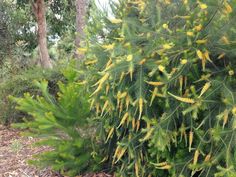 some very pretty yellow flowers in the bushes