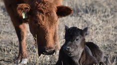 a baby calf laying next to an adult cow