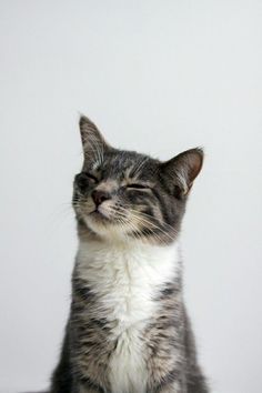 a gray and white cat sitting on top of a table