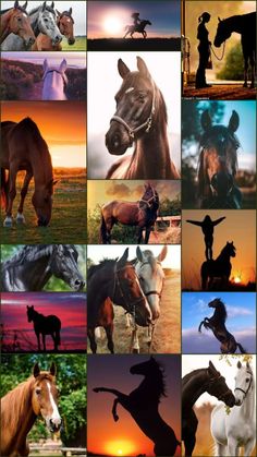 many different horses are shown in this collage