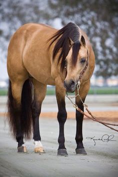 a brown horse standing on top of a dirt road