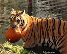 a tiger playing with an orange ball in the water