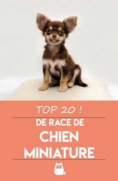 a small dog sitting on top of a pillow with the words top 20 de race de chen miniaturee