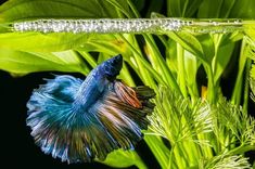 a blue and red siamese fish sitting on top of green plants