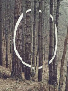 a circle drawn on the side of a tree trunk in a forest with no leaves