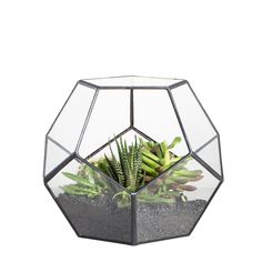 Handmade Silver Black Various Size Pentagon Glass Geometric Terrarium for Succulents Airplants Cacti - NCYPgarden Flowering Shade Plants, Fairy Garden Gifts, Window Sill Decor, Small Terrarium, Balcony Planters, Terrarium Containers, Air Plant Terrarium, Geometric Terrarium, Terrariums Kits