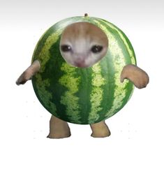 an animal that is inside of a watermelon