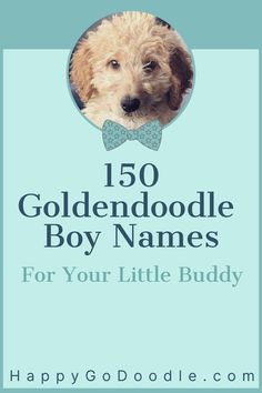 a dog with a bow tie on it's head and the words, 150 goldendo