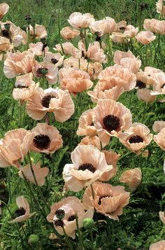 a field full of pink and white flowers