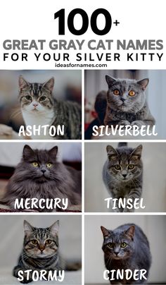 the names of different cats are shown in this poster with caption for each cat's name