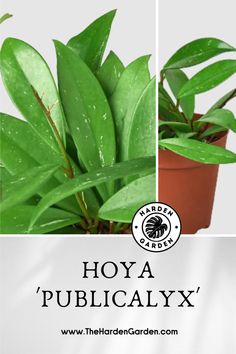 a green plant in a pot with the words hoya'pubicalyx on it