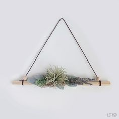 an air plant is hanging on a wall