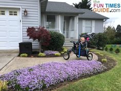 a baby in a stroller rides through a flower bed with purple flowers around it