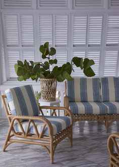 two chairs and a table with a potted plant