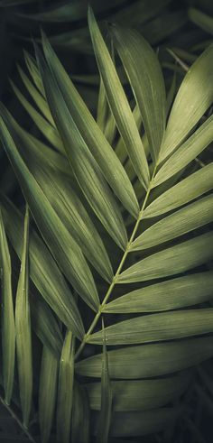 a close up view of the leaves of a palm tree