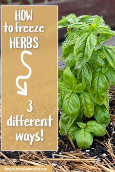 basil growing in the ground with text overlay how to freeze herbs 3 different ways