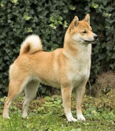 a brown and white dog standing on top of a grass covered field next to bushes