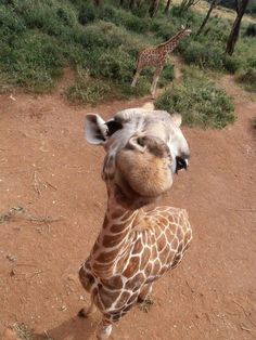 a giraffe standing on top of a dirt field