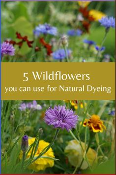 wildflowers with the title 5 wildflowers you can use for natural dyeing