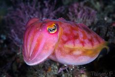 a close up of a pink and yellow fish on the ocean floor with corals in the background