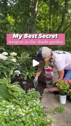 Mary Ann Beaudry on Instagram: "My Best Secret Weapon in The Shade Garden 👇🏻
.
🌸 Double Up Pink - Begonias.
.
🌿 They are the little workhorses in my Michigan garden.
.
🌿 I adore their continuous, beautiful pink double flowers. 
.
🌿 Height: 8-18”, spread: 8-14”
.
🌤 This area of my garden gets early morning sun till about 10 am. They do well in both sun or shade. I have grown them in both, they do fantastic in all light conditions. 
.
🌸 How to grow these annuals:
.
1️⃣ Prepare the soil:
.
🌿 For optimal growth, I have added last year’s potting soil from my containers to this bed. Don't have any old potting soil? No problem, add some fresh potting soil to the flower bed before planting.
.
2️⃣ Osmocote:
.
🌿 After digging each hole, I add a handful of Osmocote. This will slowly fertili Michigan Garden, Michigan Gardening, Early Morning Sun, Garden Border, Diy Gardening, Mary Ann, Double Up, Morning Sun, Flower Bed