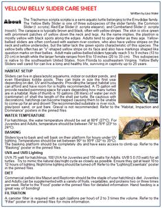 the yellow - bellied slider care sheet is shown with information about its habitat