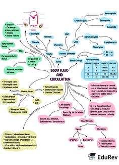 a mind map with different types of people and their names in the middle one is labeled booj rud circulation