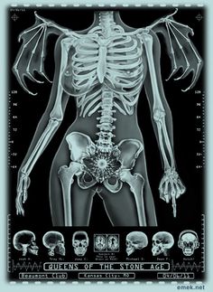 an x - ray image of the human skeleton