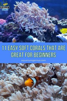 an aquarium with corals and fish in it, text reads 11 easy soft corals that are great for beginners