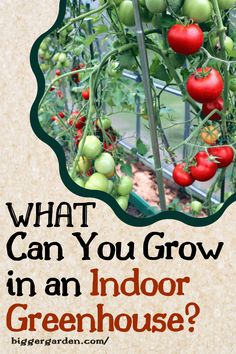 Find the ideal indoor greenhouse to fit your space and style. Learn about decorating a greenhouse using small greenhouse shelving ideas and cute greenhouse ideas, along with tips for greenhouse interior design and furniture arrangements in small backyard greenhouses. Year Round Gardening, Greenhouse Decor