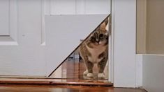 a cat is standing in front of the door