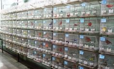 many cages are stacked on the wall in front of each other and filled with birds