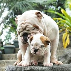 two puppies playing on top of a rock in front of some trees and bushes