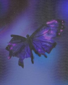 a purple butterfly sitting on top of a blue surface