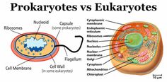 the structure of an animal's cell and its functions in their cells, including membranes