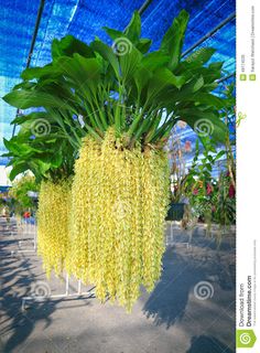 large yellow flowers hanging from the ceiling in a garden center stock photo image of plant