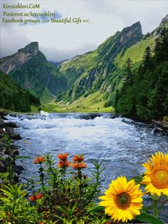 flowers are in the foreground and mountains in the background with water flowing through them