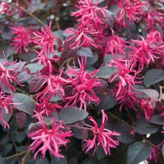 purple flowers are blooming on the tree