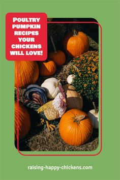 there are many pumpkins and other vegetables in the hay with text reading, poultry pumpkin recipes your chickens will love