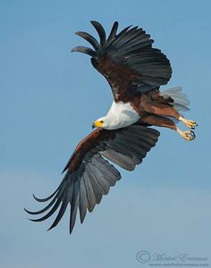 an eagle is flying through the air with its wings spread out and it's talon extended