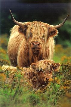 two long haired cows standing next to each other in a field with wildflowers