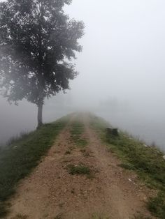 a dirt road with two trees on the side and fog in the air behind it