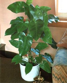 a potted plant sitting on top of a table next to a couch in a living room