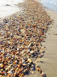 many shells are on the beach near the water