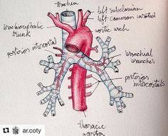 a diagram of the human heart and its major organ systems, labeled in red ink