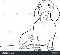 a dachshund dog sitting on the floor coloring page stock photo royalty illustration