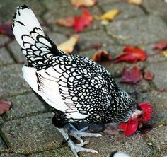 a black and white chicken standing on top of a brick road next to leaves covered ground